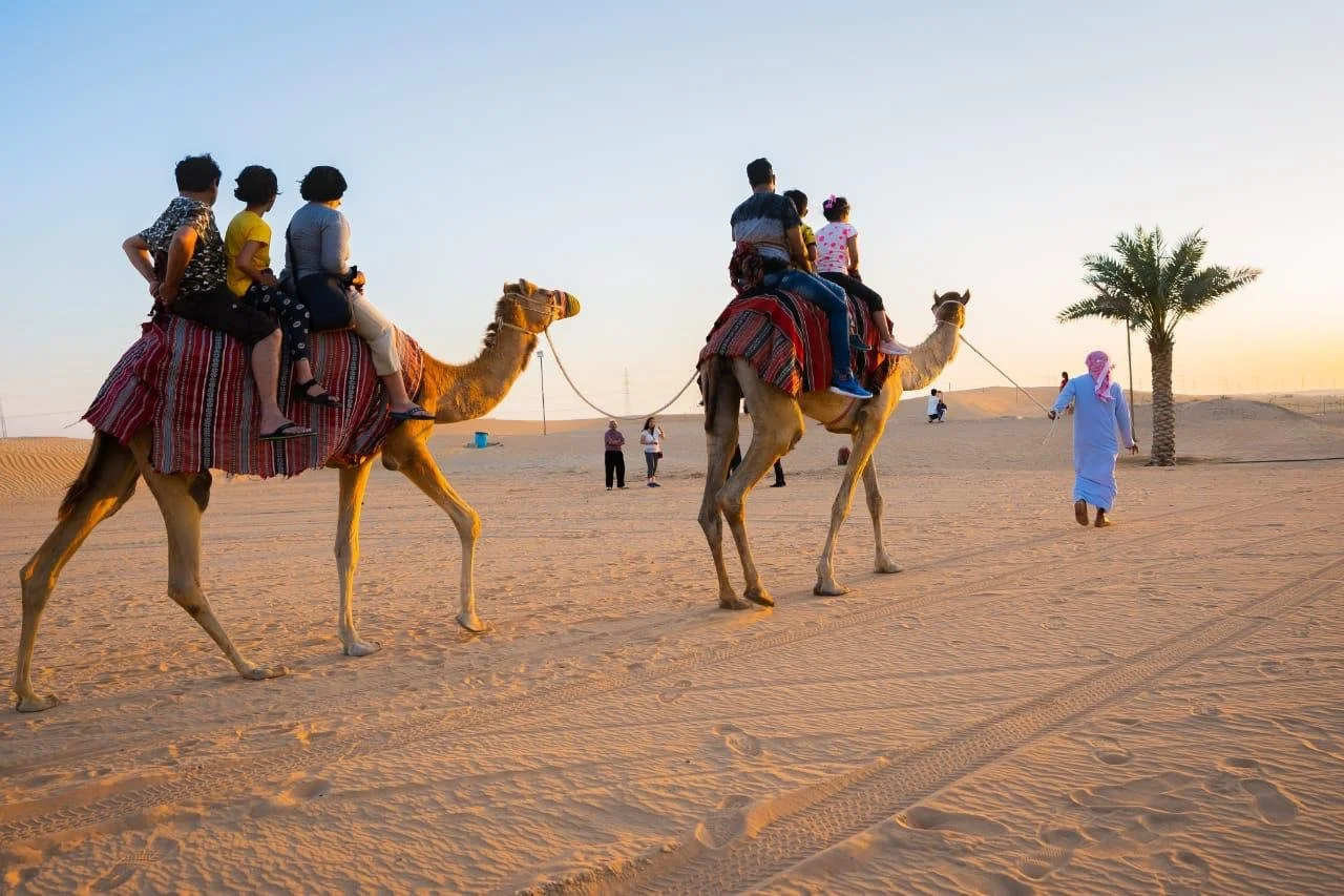 Camel Safari in Dubai