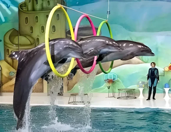 Dolphin Show Dubai