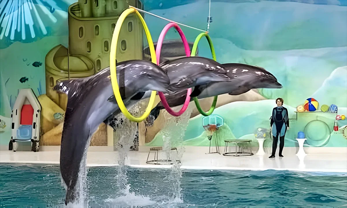 Dolphin Show Dubai